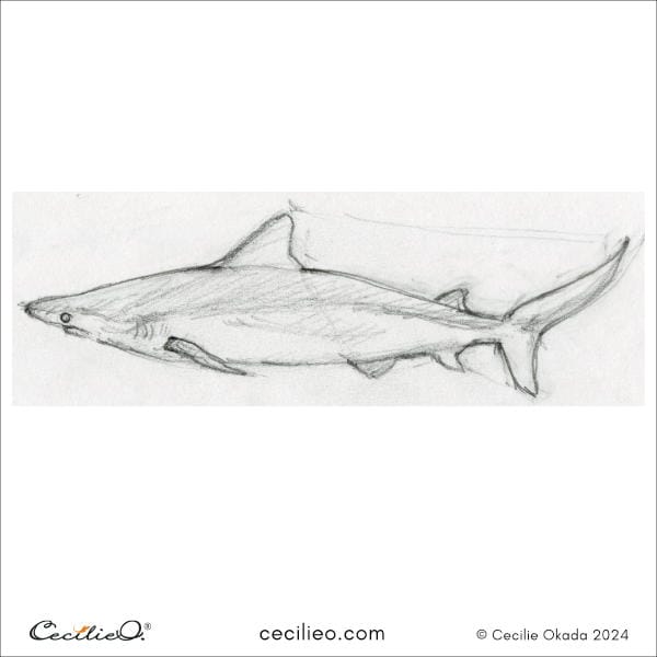 Sketching idea #22: Blacktip Reef Shark