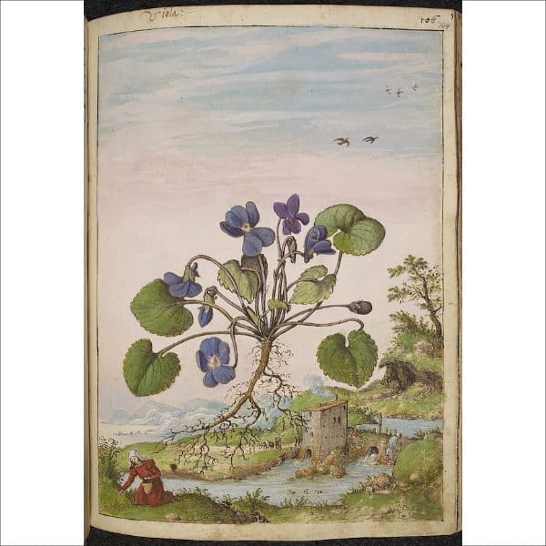 A medieval illustration of Viola Odorata.