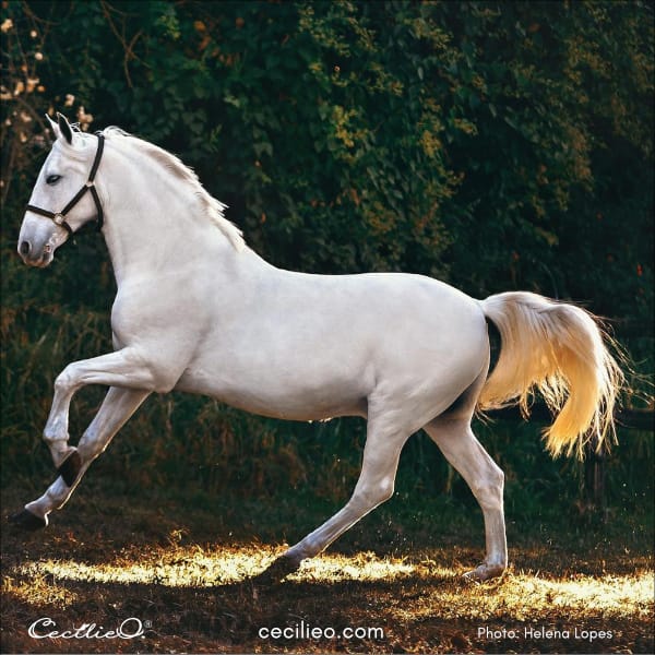 Reference photo for drawing a horse.