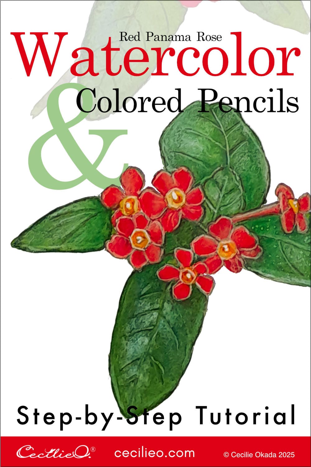 How to Watercolor a Red Panama Rose. An easy watercolor flower tutorial. Paint the lush, red Panama Rose. Also called Bush Penta or Fragrant Rondeletia, it has many small flowers.