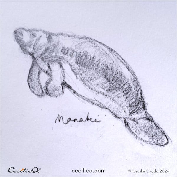 Bold lines showing a manatee with a permanent, grumpy pout.