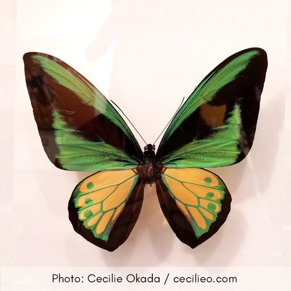 Photo of green butterfly