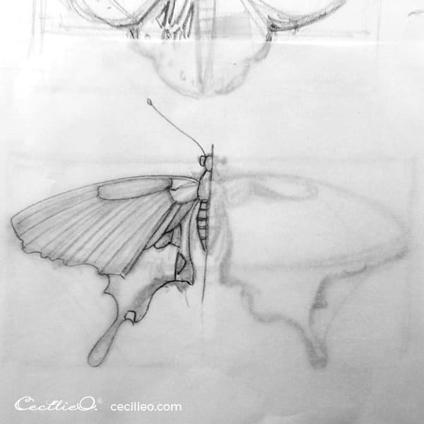 Sketching the swallowtail buttterfly