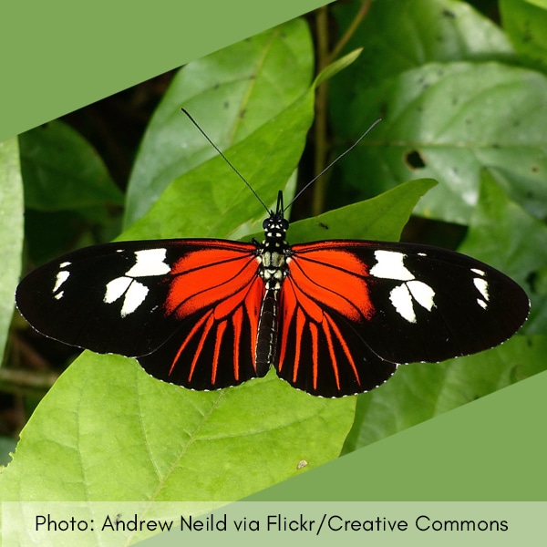 Photo of red butterfly