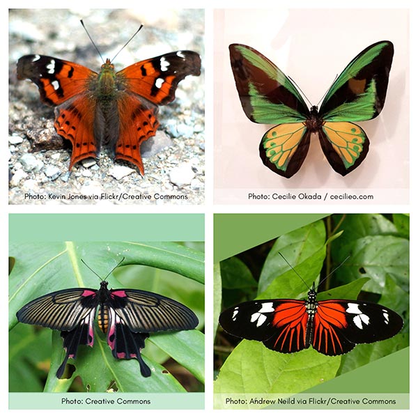 Four beautiful butterflies. Collage. 