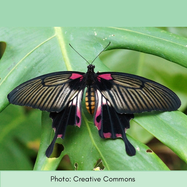 Photo of swallowtail butterfly