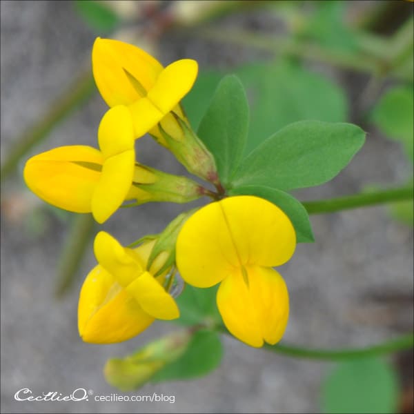 Reference photo of yellow Bird’s Foot Trefoil flower.