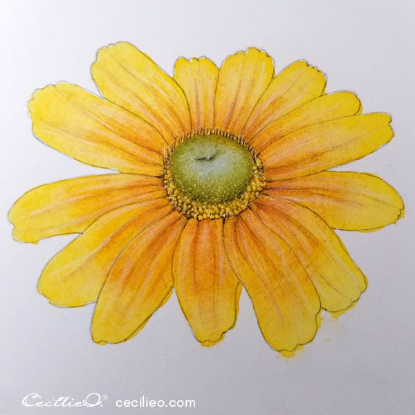 How to Watercolor a Realistic, Radiant Prairie Sunflower