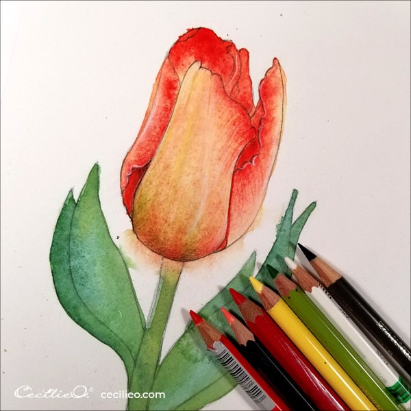 How to Watercolor Tulips and Retouching with Colored Pencils