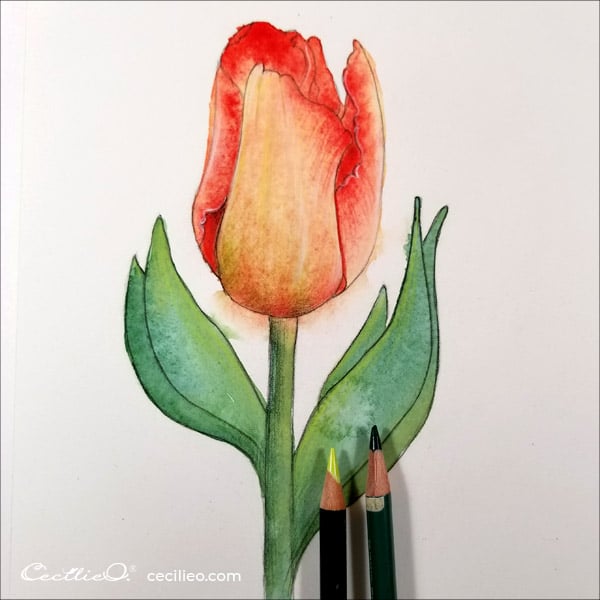 How to Watercolor Tulips and Retouching with Colored Pencils