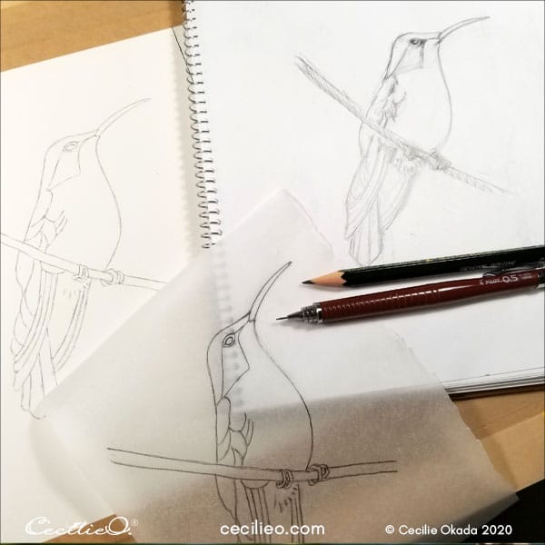 Sketching the hummingbird.