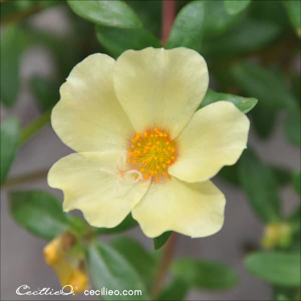 Photo of a yellow wild rose