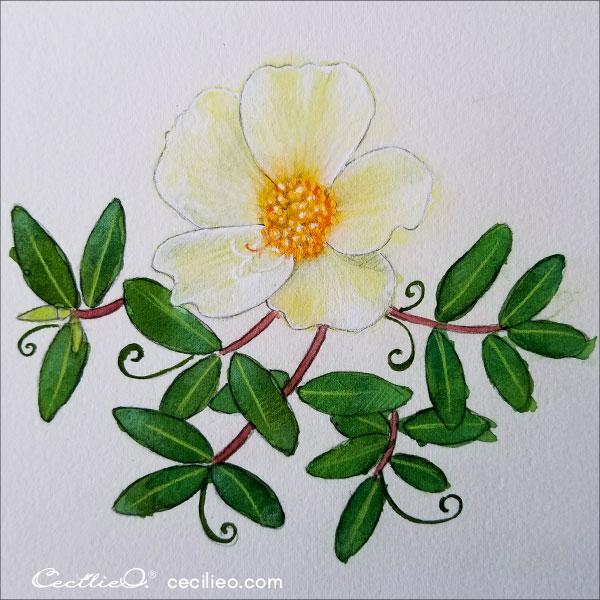 Yellow wild rose all done- watercolor and colored pencils