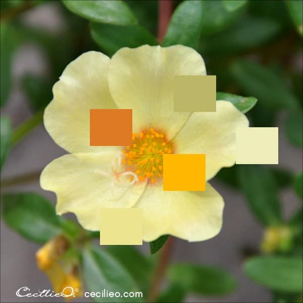 Photo of yellow wild rose with color palette