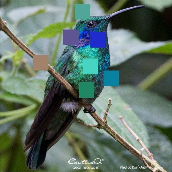 Photo of a hummingbird with a color palette.