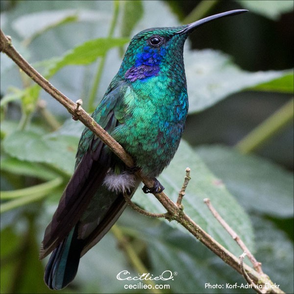 Photo of hummingbird resting on a branch.