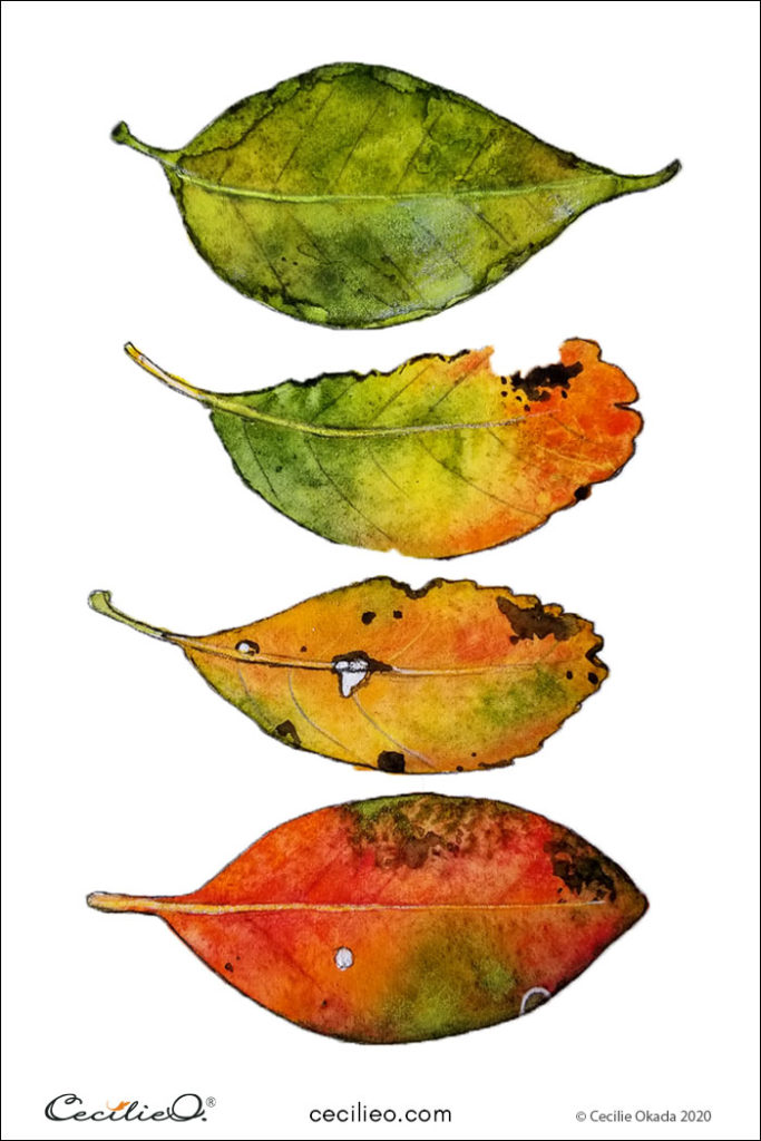 Completed watercolor & colored pencils painting with four colorful fall leaves. 