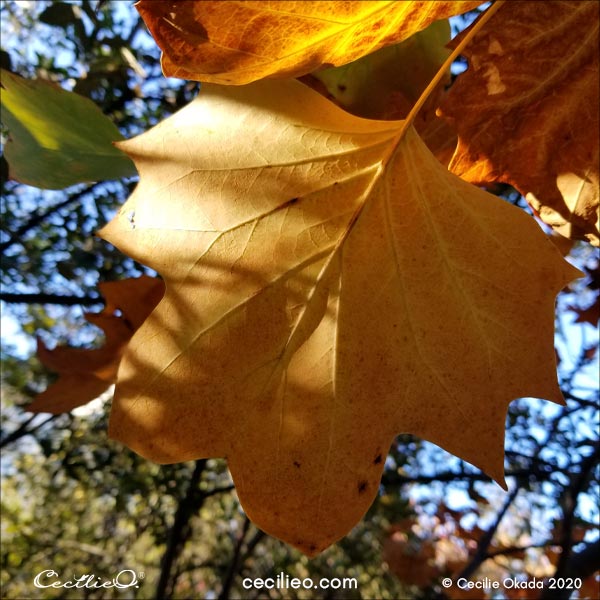 Reference photo of a leaf with light and shadow.