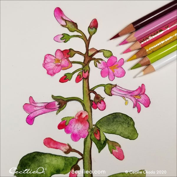 Refining more details with an assortment of pink, red and green colored pencils.