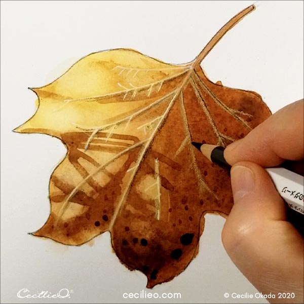 Drawing light and shadow on the leaf veins with colored pencils.