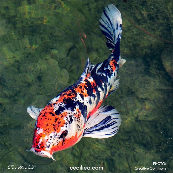 Koi fish reference photo 2