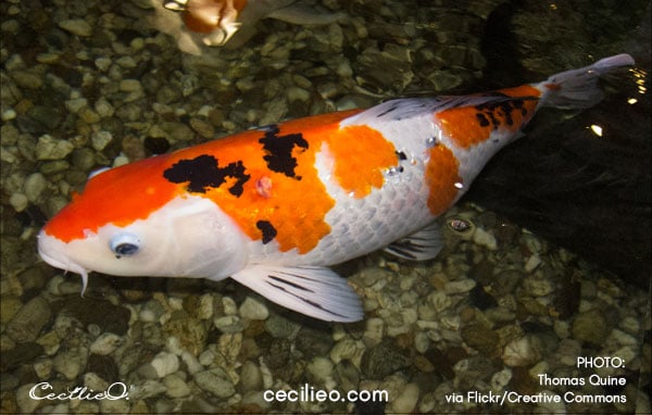 Koi fish reference photo 3