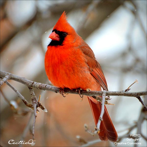 Reference photo of red cardinal.