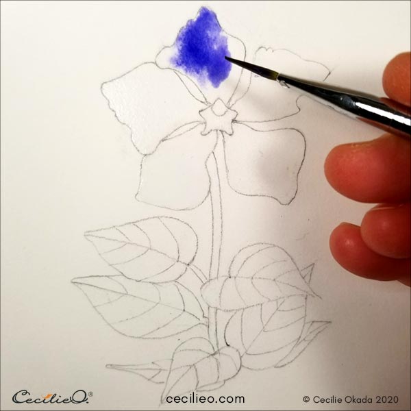 The periwinkle flower drawing.