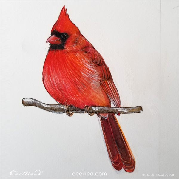 The drawing of the cardinal bird is completed. 