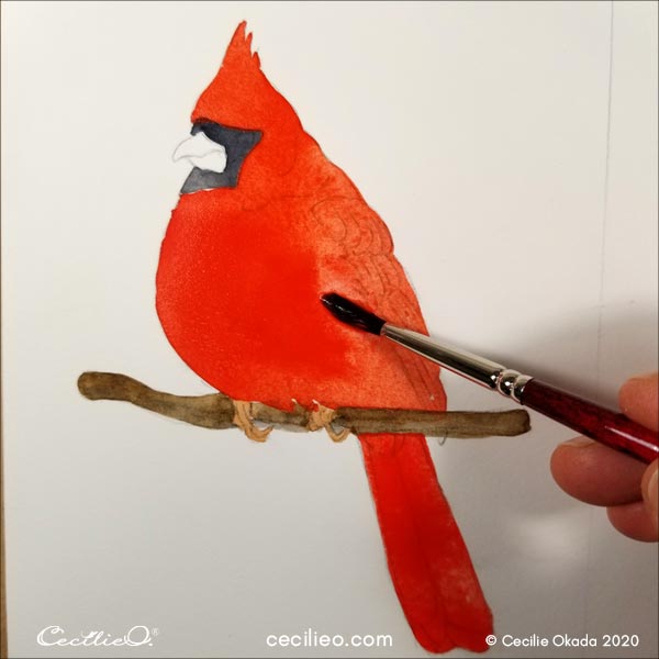 Watercolor the red parts of the bird.