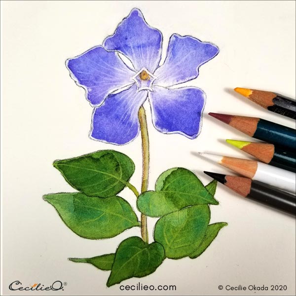 Touching up the plant in various places with colored pencils. 