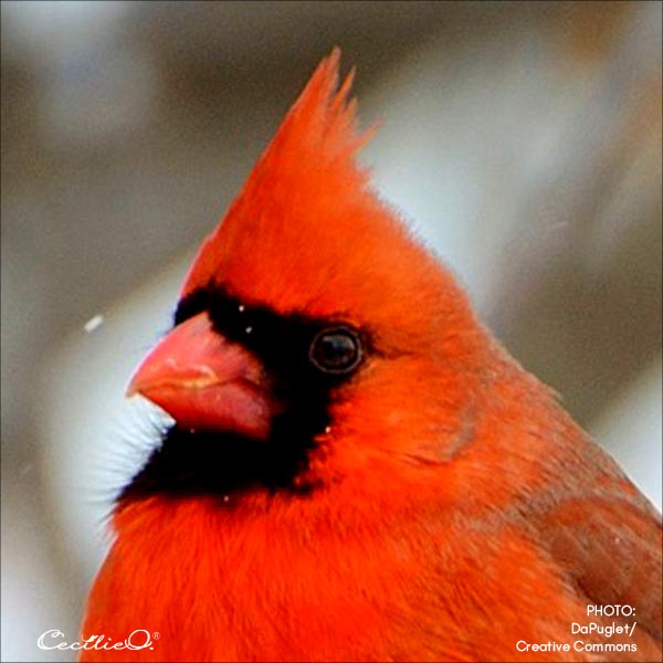 Enlargement of the bird photo to show the eye.