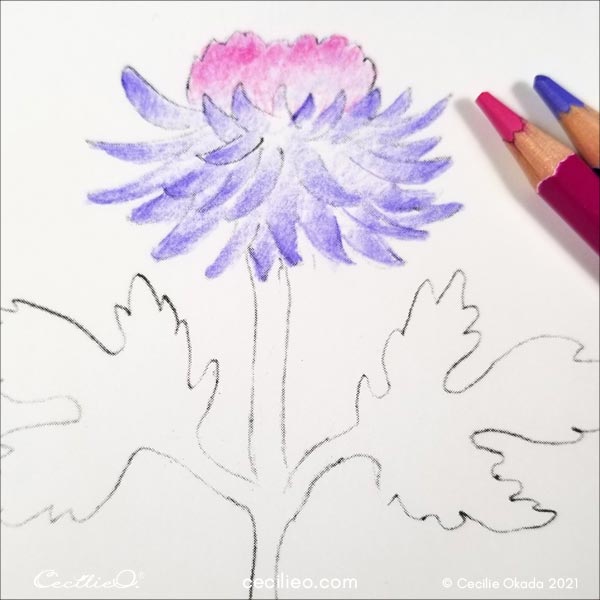 Testing watercolor pencils on a flower drawing.