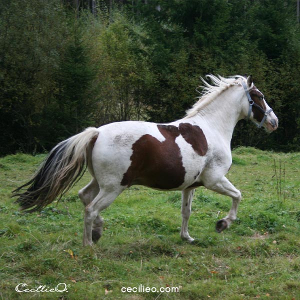 Running horse photograph by Linnéa Gröndalen.