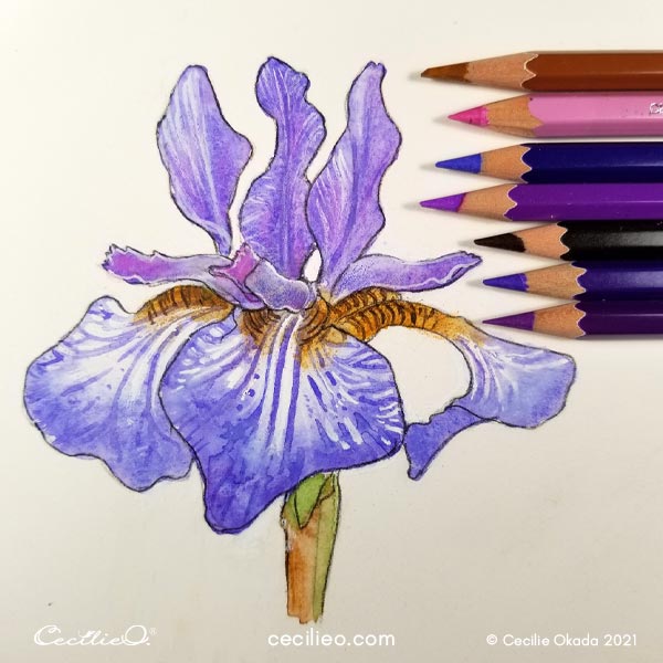 Draw details on the petals with watercolor pencils.