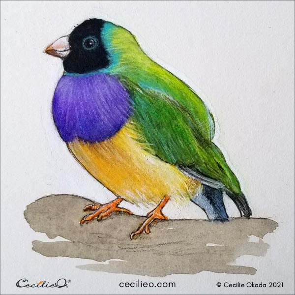 The completed watercolor and colored pencils picture of a colorful finch. 