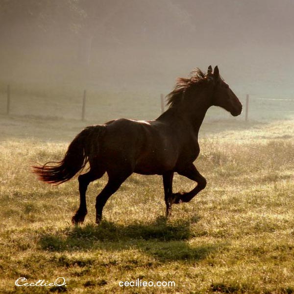 Running horse photo by Photophilde. 