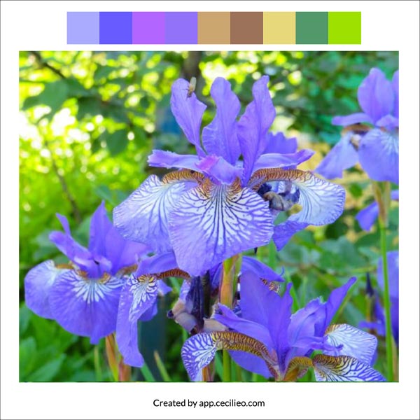 Iris photo with color palette.