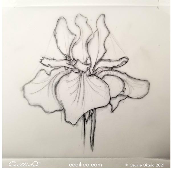 Tracing my sketch of the iris flower.