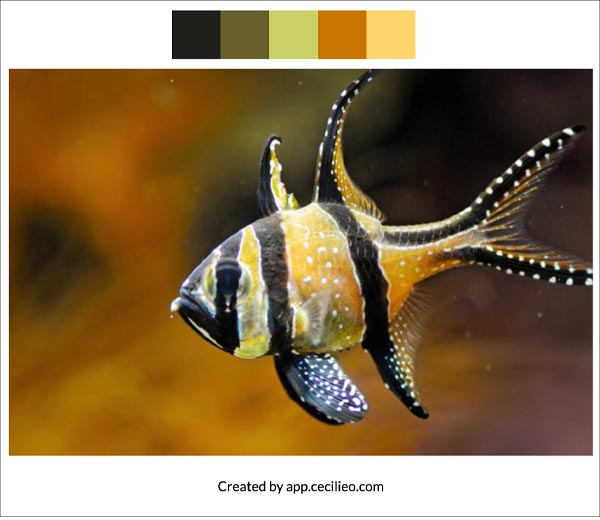 Color palette for fish reference photo.