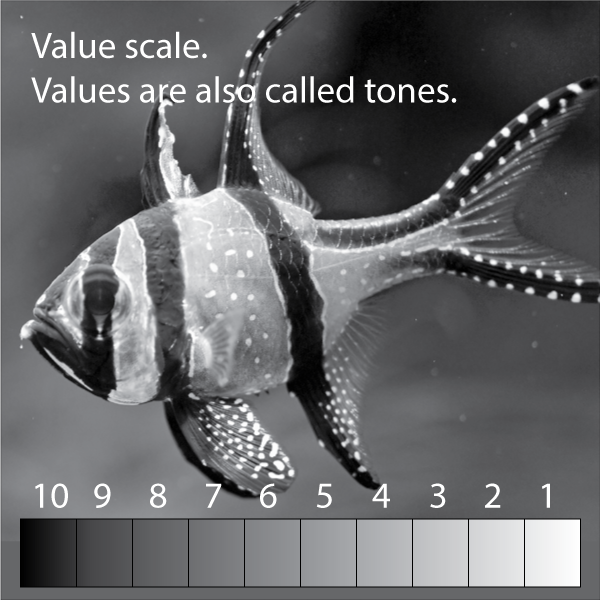 Watercolor value scale on greyscale fish photo.