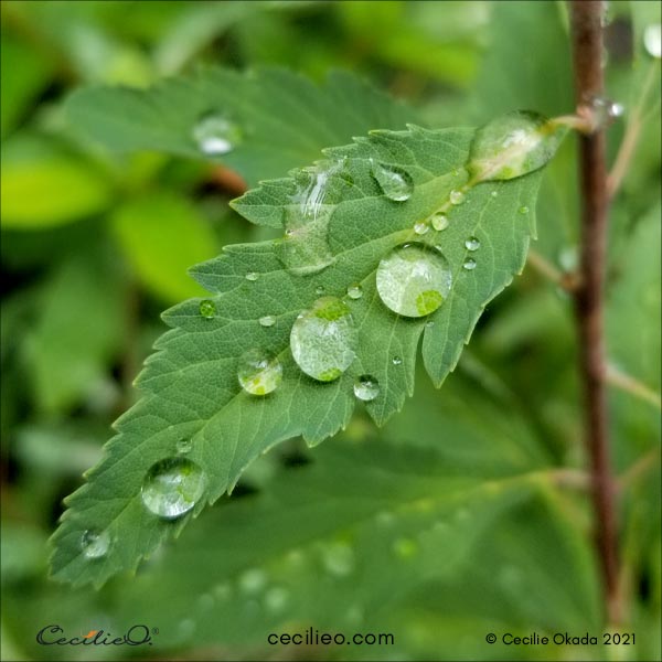 Leaf with water drops reference photo.