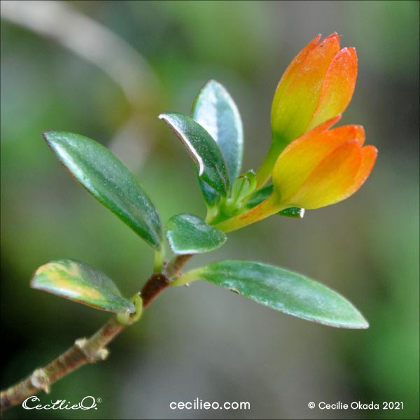 Nematanthus aka Goldfish Plant reference photo.