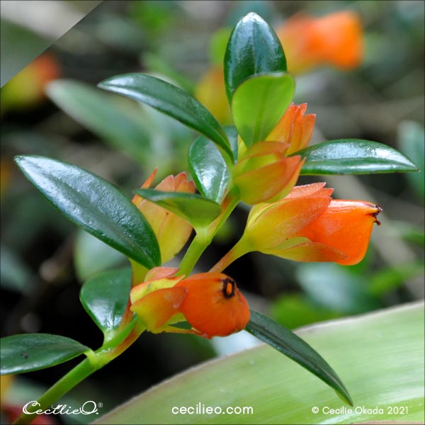 Additional photo of the Nematanthus flower.