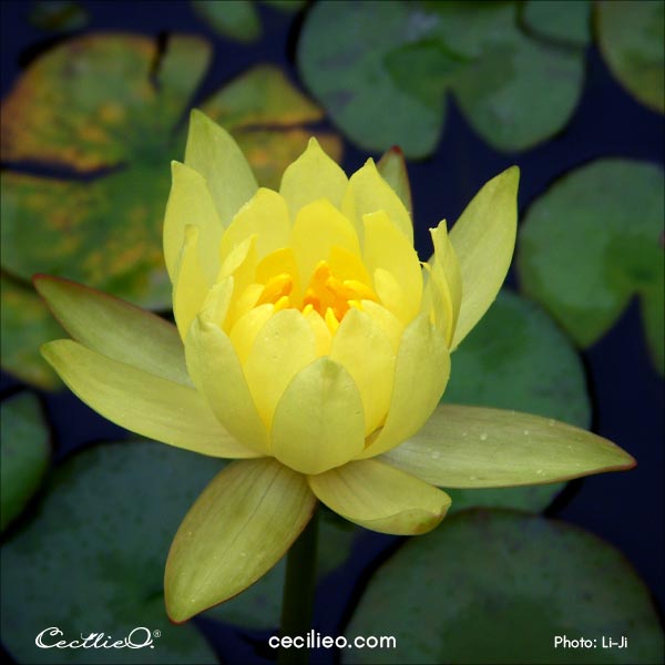 The reference photo for the yellow lotus flower.