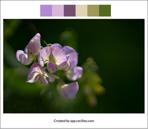 Flower color palette 4