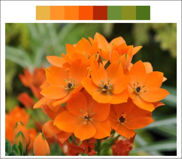 Flower color palette 7