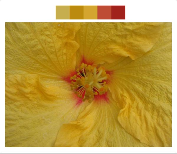 Flower color palette 6