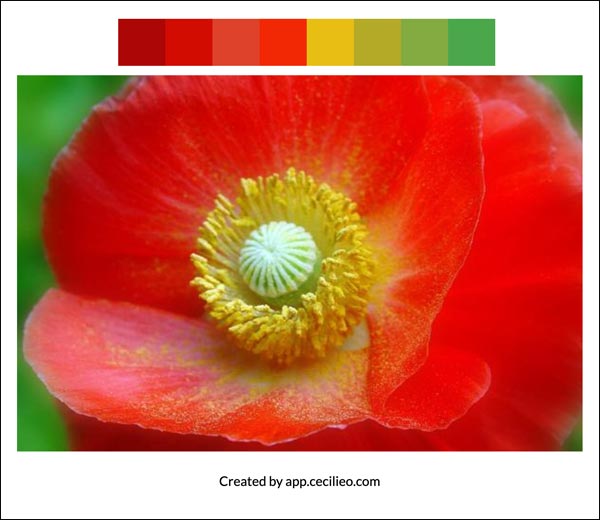 Flower color palette 8