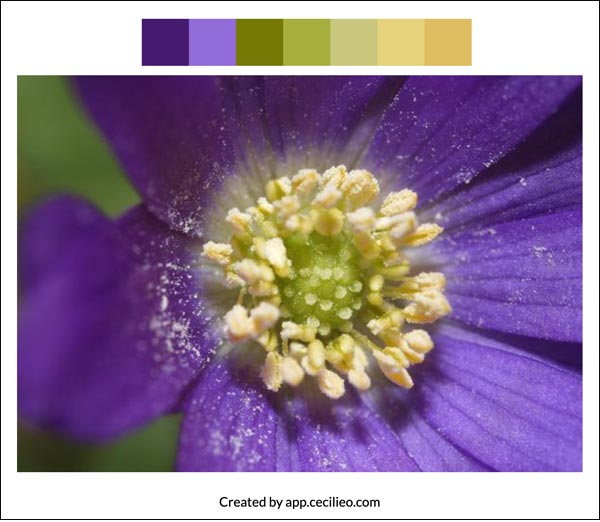 Flower color palette 2